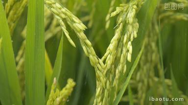 夏天下雨水滋润灌溉水稻粮食